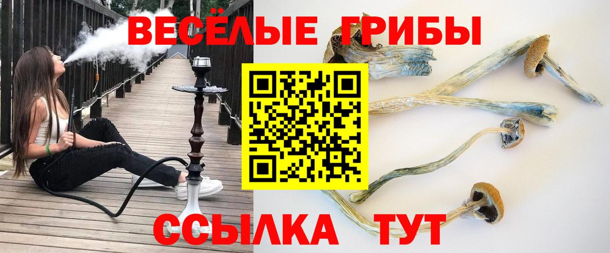 Псилоцибиновые грибы мицелий Старая Русса
